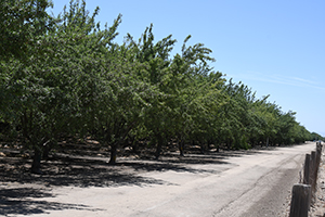 Buttonwillw Rest Area