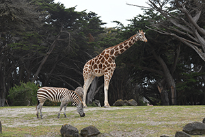 African Savana, Giraffe and Zebra.